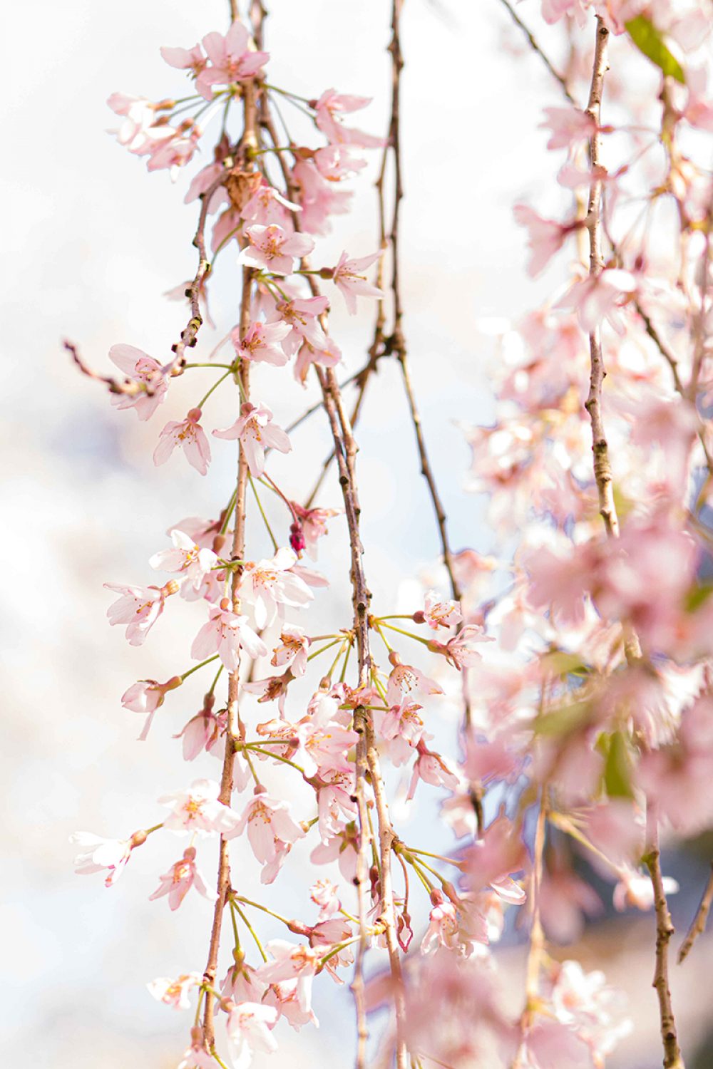 Weeping Cherry Blossom Close Up