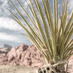 Yucca Plant in Red Rocks National Park