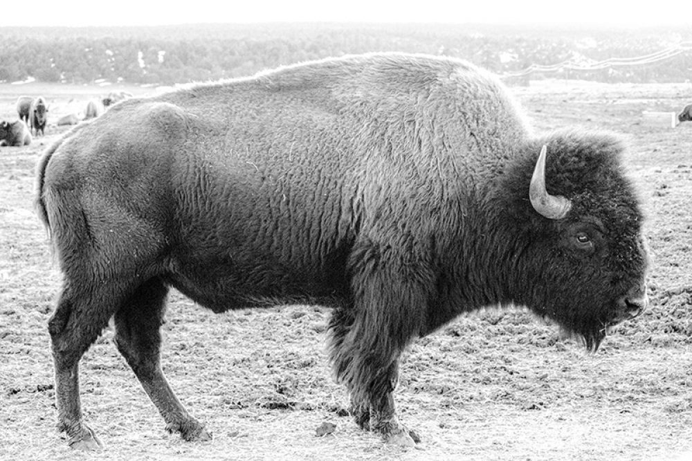 Black and White Buffalo image