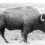 Black and White Buffalo image