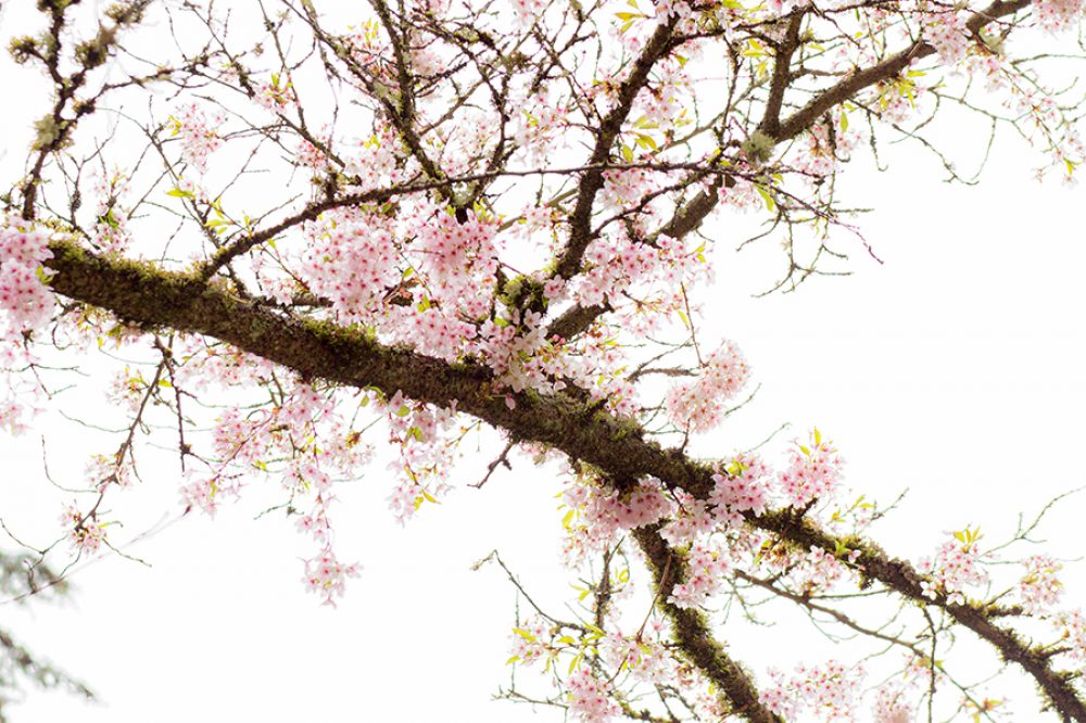 Cherry Blossom Tree in Japanese Garden Seattle