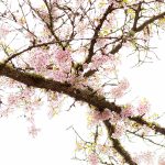 Cherry Blossom Tree in Japanese Garden Seattle