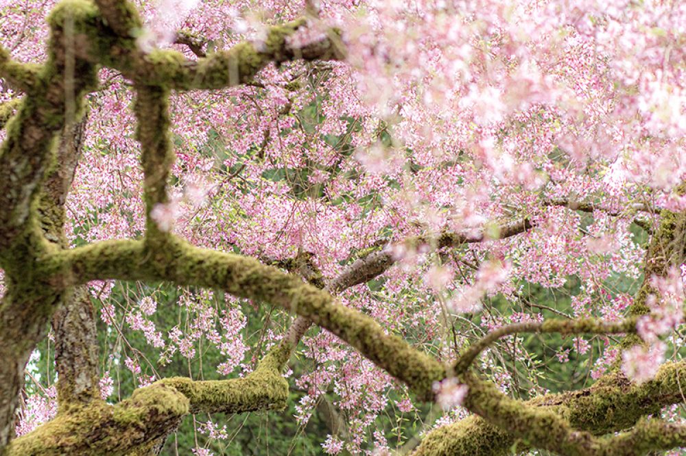 Cherry Blossom Branch with moss