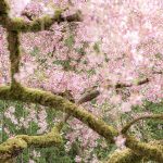 Cherry Blossom Branch with moss