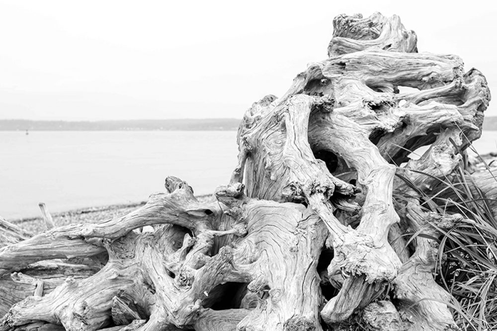 Black and white image of Driftwood at Discovery Park