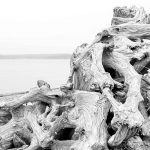 Black and white image of Driftwood at Discovery Park